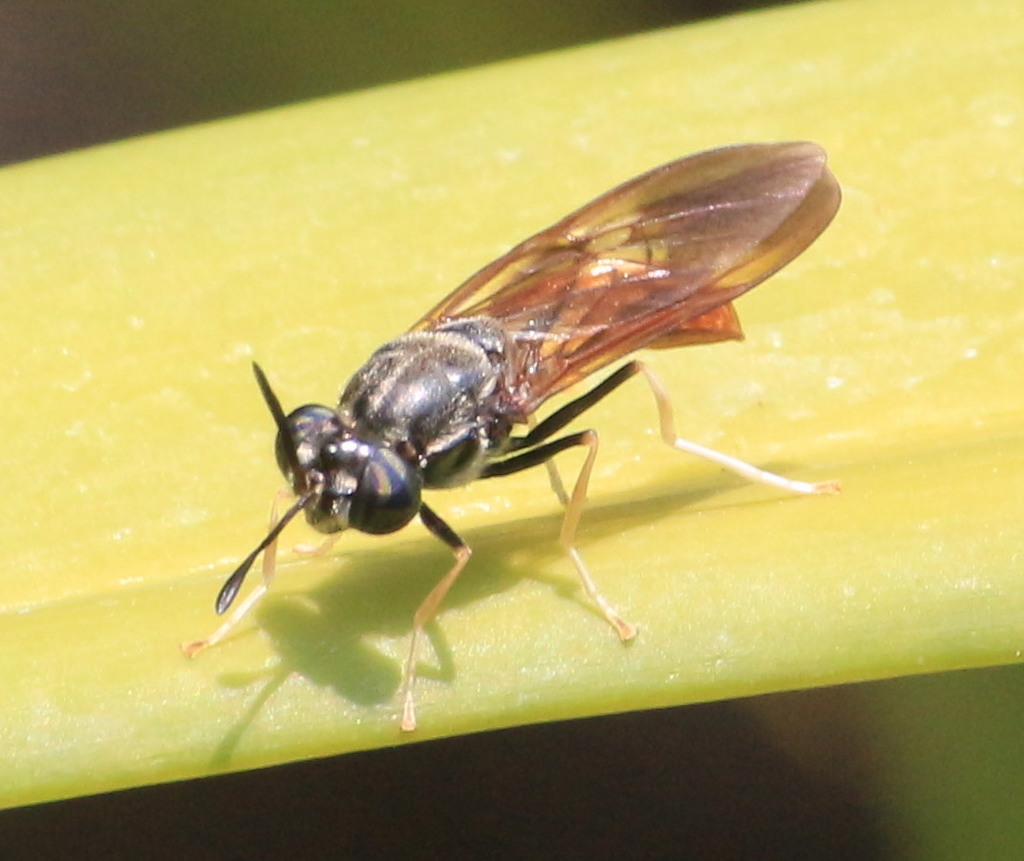 Hermetia lativentris