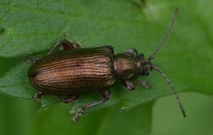 Plateumaris consimilis