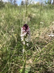 Neotinea ustulata ustulata