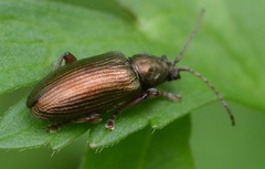 Plateumaris consimilis