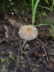 Parasola plicatilis image