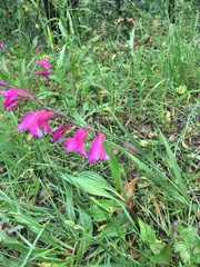 Gladiolus communis