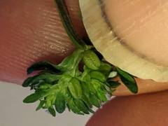 Valerianella carinata