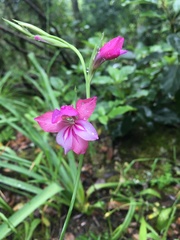 Gladiolus communis