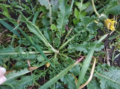 Rumex crispus