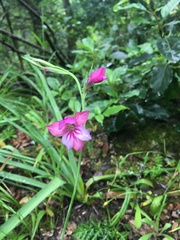 Gladiolus communis