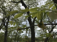 Carya