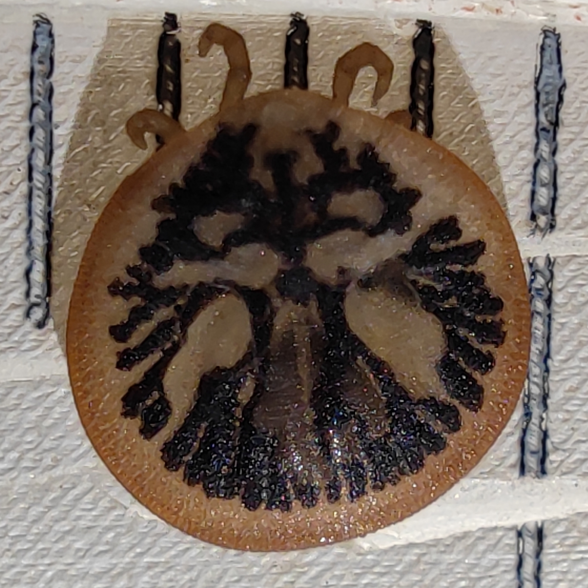 Carios vespertilionis Latreille, 1796