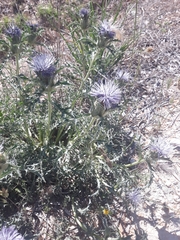 Carthamus caeruleus