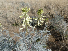 Astragalus oxyphysus
