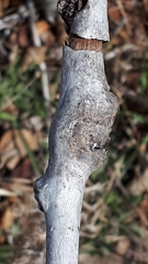 Euhexomyza schineri