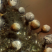 Craterium leucocephalum - Photo (c) Thomas Laxton, algunos derechos reservados (CC BY-SA)