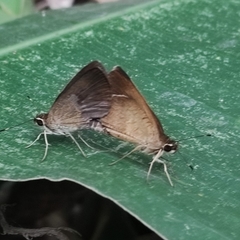 Synapte pecta