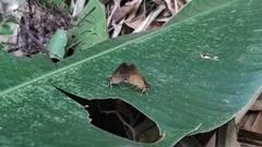 Synapte pecta