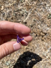 Brodiaea elegans