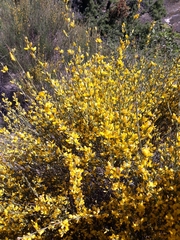 Genista cinerea