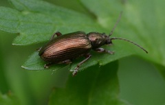 Plateumaris consimilis