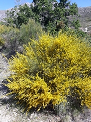 Genista cinerea