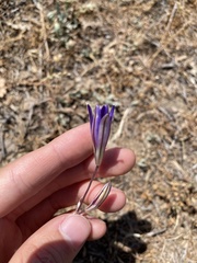 Brodiaea elegans