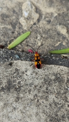 Oncopeltus guttaloides