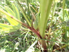 Lupinus polyphyllus polyphyllus