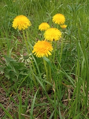 Taraxacum officinale