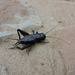 Texas Trilling Cricket - Photo (c) Sam Kieschnick, some rights reserved (CC BY), uploaded by Sam Kieschnick