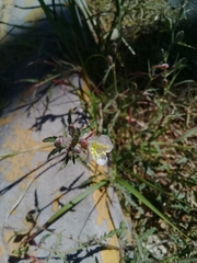 Oenothera kunthiana
