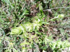 Sideritis hirsuta