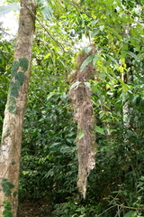 Onychorhynchus coronatus