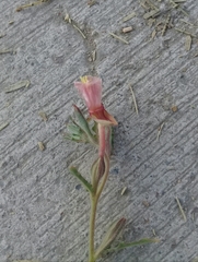 Oenothera kunthiana