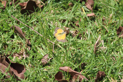 Colias electo pseudohecate