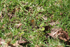 Colias electo pseudohecate