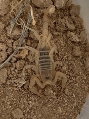 Paruroctonus becki