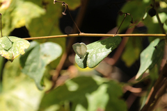 Spalgis lemolea lemolea