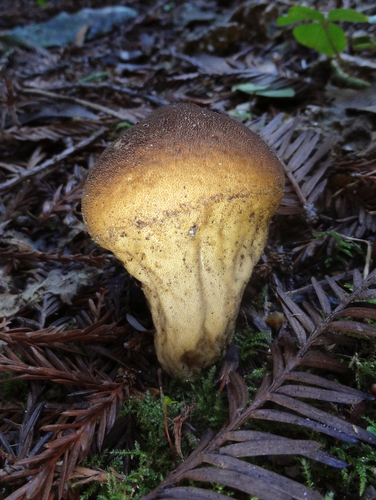 Umber-brown Puffball (Lycoperdon umbrinum)