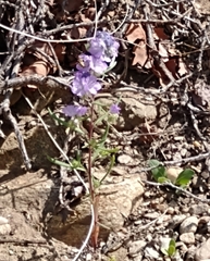 Phacelia linearis