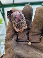 Nyctophilus geoffroyi