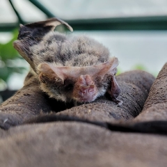 Nyctophilus geoffroyi