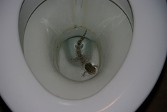 Chondrodactylus turneri