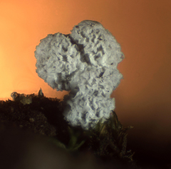 Didymium squamulosum