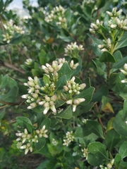 Baccharis macrantha
