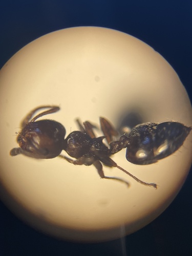Ashmead's Acrobat Ant photo 5