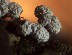 Didymium squamulosum