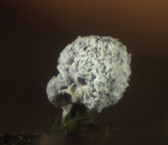 Didymium squamulosum