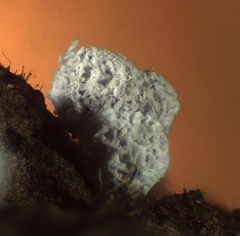 Didymium squamulosum