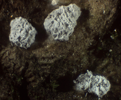Didymium squamulosum