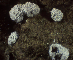 Didymium squamulosum