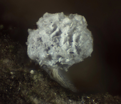 Didymium squamulosum