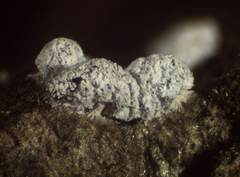 Didymium squamulosum